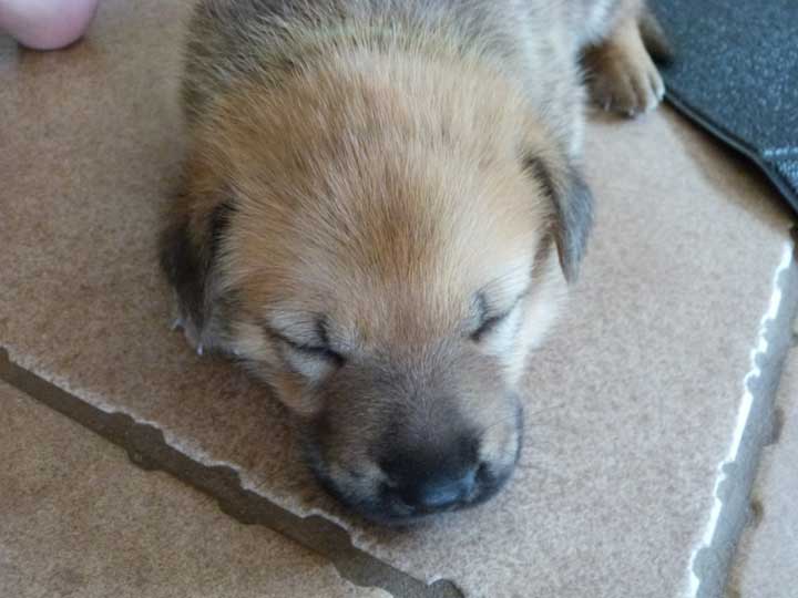 chinook dog